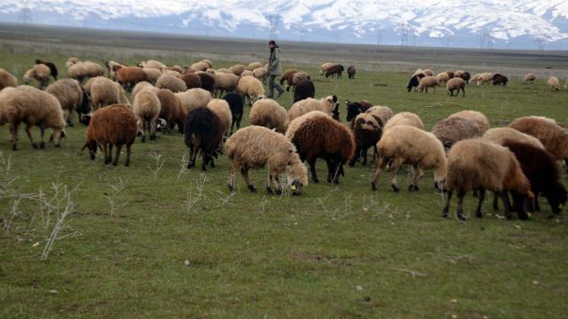 Muşta besiciler hayvanlarını meralarda otlatmaya başladı