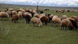 Muş'ta besiciler hayvanlarını meralarda otlatmaya başladı