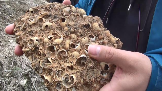 Muşta 12 milyon yıllık deniz canlıları fosili bulundu