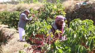 Kahvenin diyarı Yemen'de eski günlere dönüş çabası