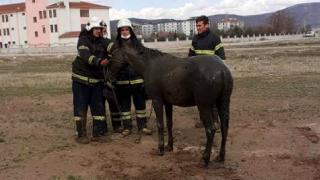 Foseptik çukuruna düşen atı itfaiye ekipleri kurtardı