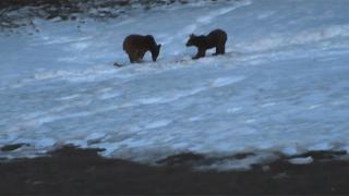 Yiyecek bulma telaşındaki ayılar kamerada