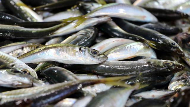 Marmaradaki "deniz salyası" tezgahlardaki balık fiyatlarını yükseltiyor