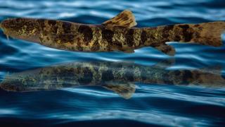 Van Gölü'nde inci kefali dışında ikinci balık türü keşfedildi