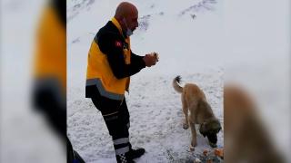 Sokak hayvanlarının imdadına sağlık ekipleri yetişti