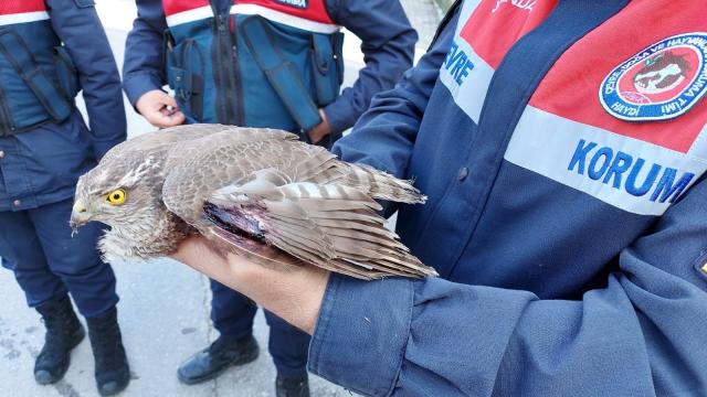 Yaralı bulunan Atmaca koruma altına alındı
