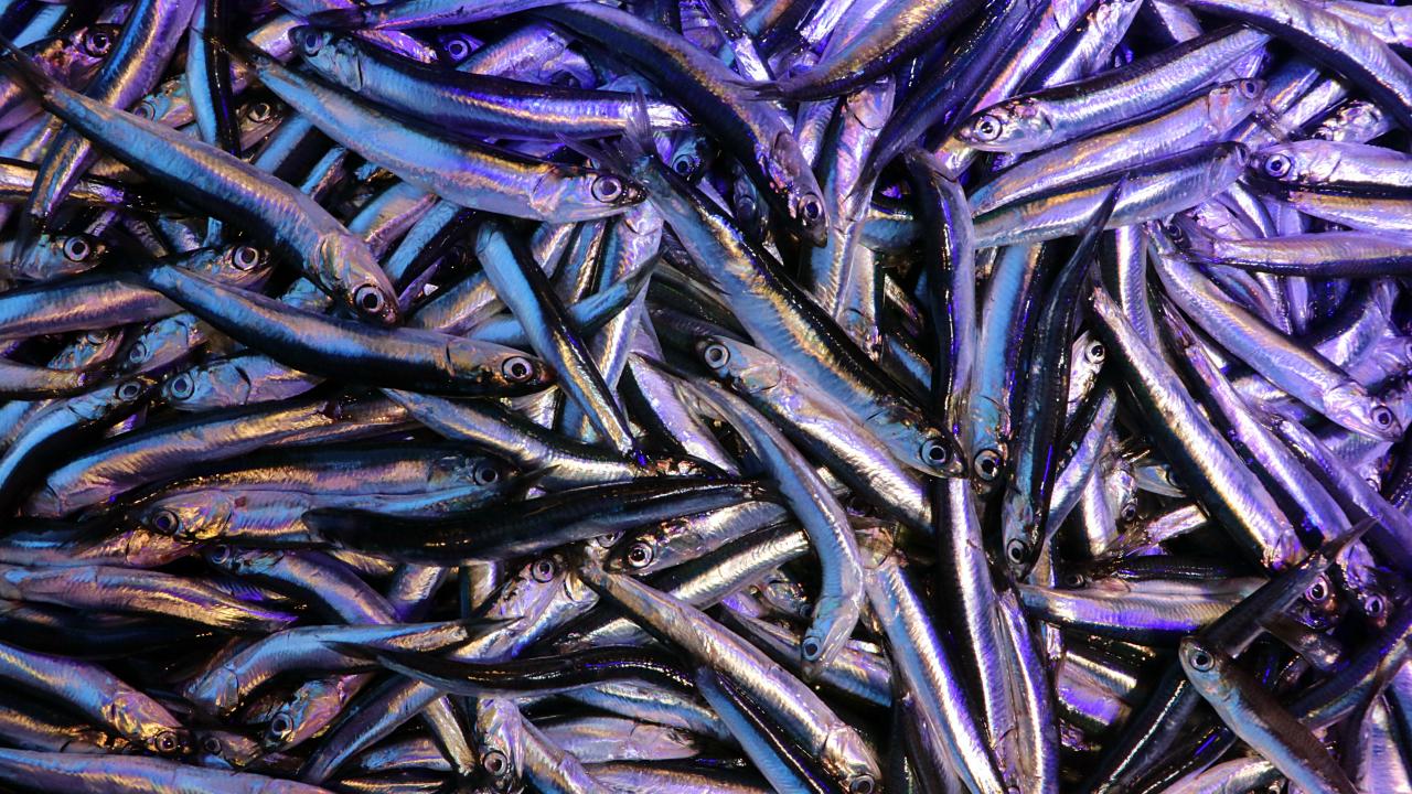 Bu ihracattan 1 milyon 772 bin 458 dolar gelir sağlandı.