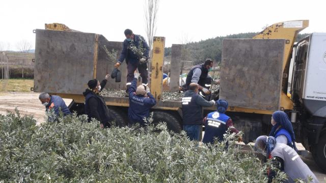 Edirnede vatandaşlara 1 milyon lavanta fidesi ve 200 bin fidan dağıtılacak