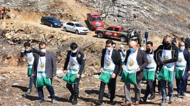 Karaisalıda yanan ormanlık alana kızılçam tohumu ekildi