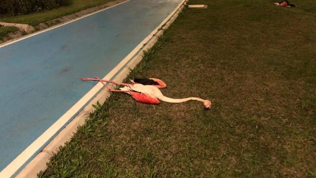 İzmirde sahilde telef olmuş 9 flamingo bulundu