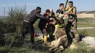 Kuyuya düşen ineği itfaiye kurtardı