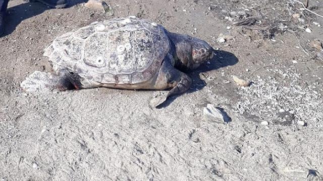 Ayvalıkta 130 kiloluk kaplumbağa sahile vurdu
