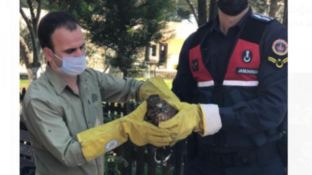 Manisada bulunan yaralı şahin koruma altına alındı
