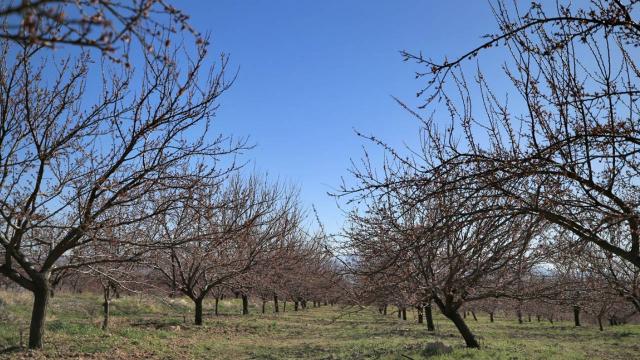 Meteorolojiden 7 il için zirai don uyarısı