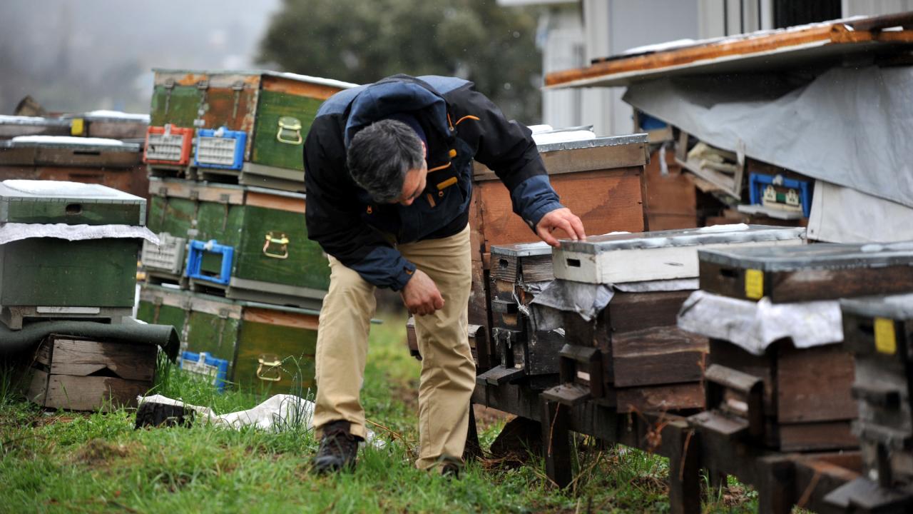 "Arı ölümleri yüzde 70`e vardı"
