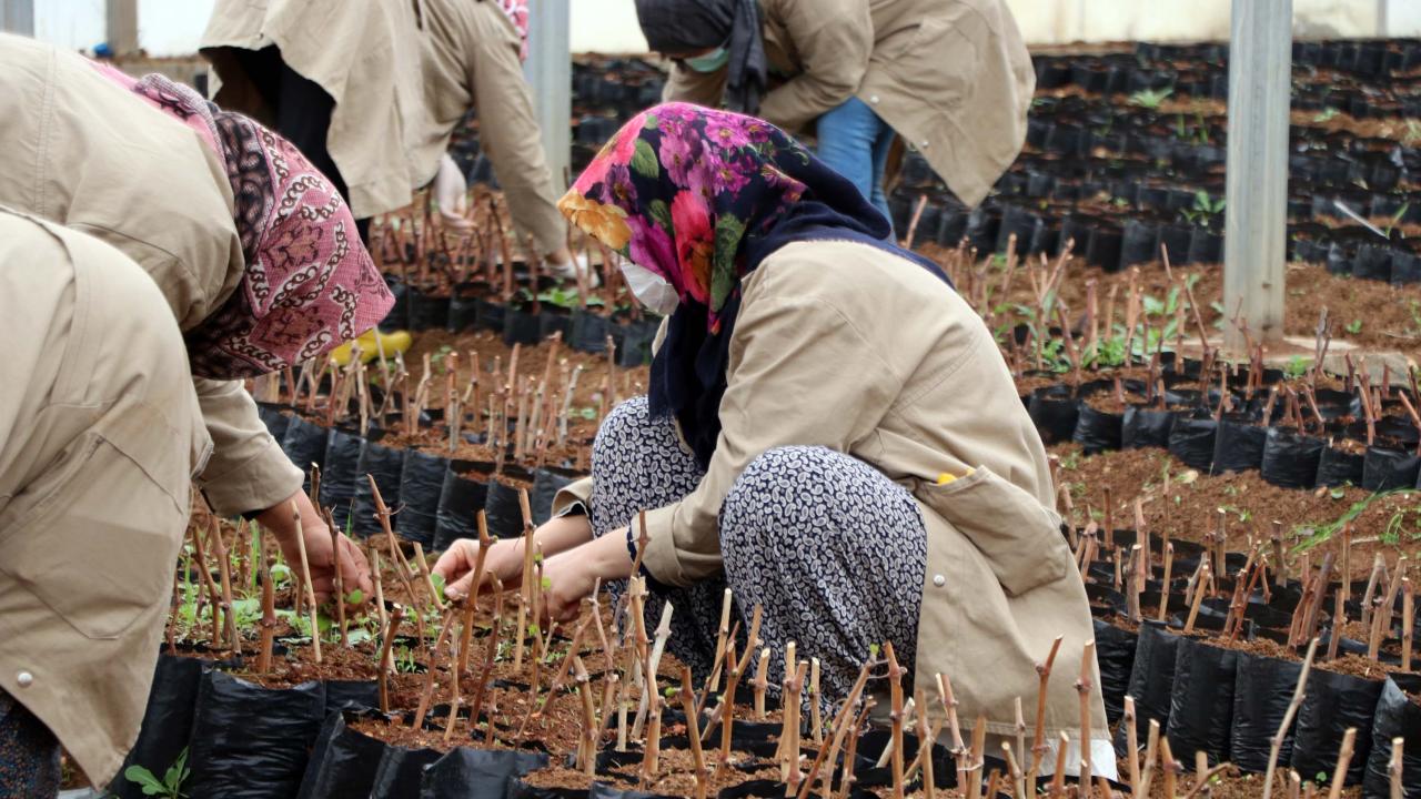 "Almanya`ya 200 bin kavanoz turşu ihraç ettik"