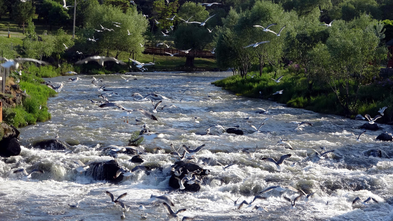 "Bu göçle insanlar geçimini sağlıyor"