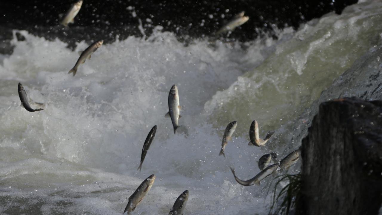 "Mart ayındaki yağışlar umut verici"