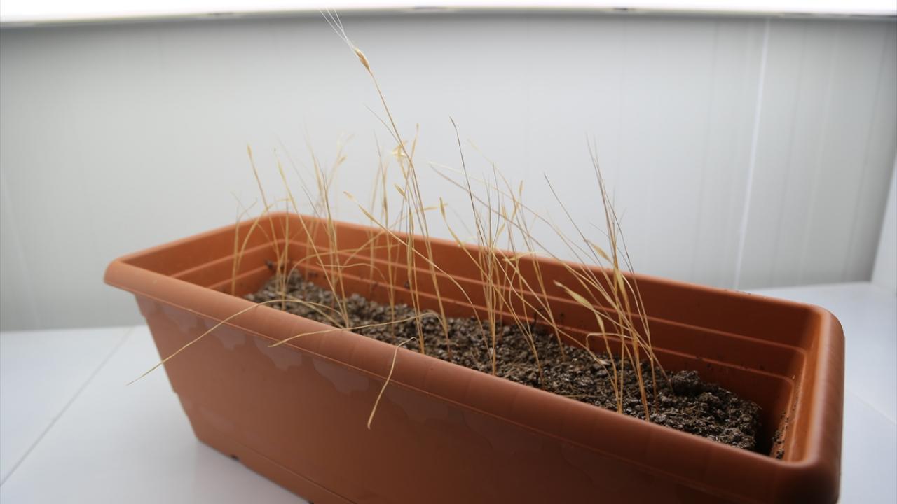 "Tohuma bağlı kalmadan bitkinin kendi dokusu kullanıldı"