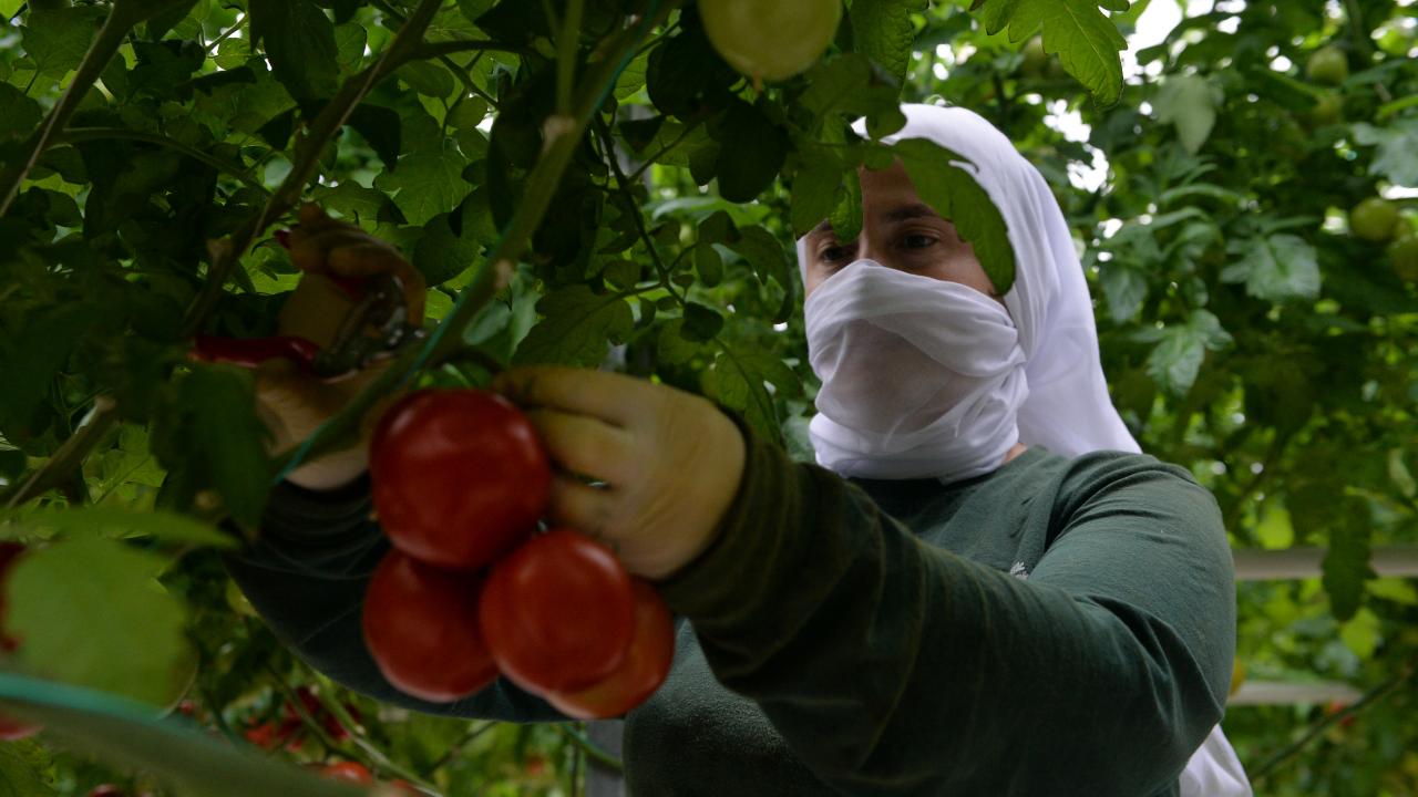"Ananas ve mango denemeleri yapıyoruz"