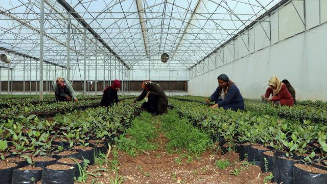 Gaziantepli 7 kadın, kurdukları kooperatifle ihracata başladı