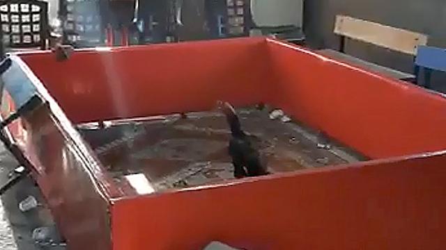 Elazığda horoz dövüştüren 27 kişiye gözaltı