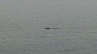 Haliç'i yüzerek geçen köpek kamerada