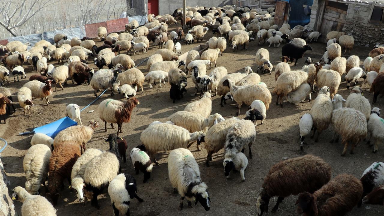 Koku ve seslerinden annelerini buluyorlar