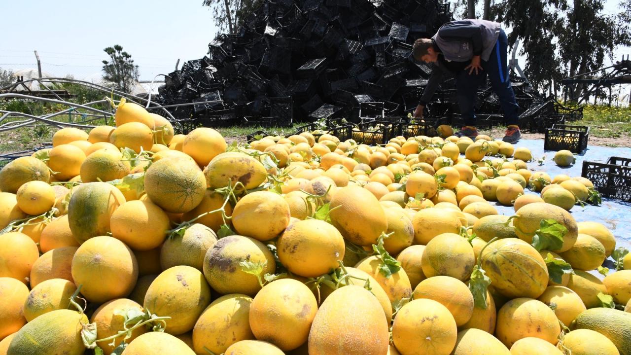 10 Aralık`ta ektikleri kavunu hasat ettiklerini belirten Avşar, tarlasında 30 ton rekolte beklediğini söyledi.