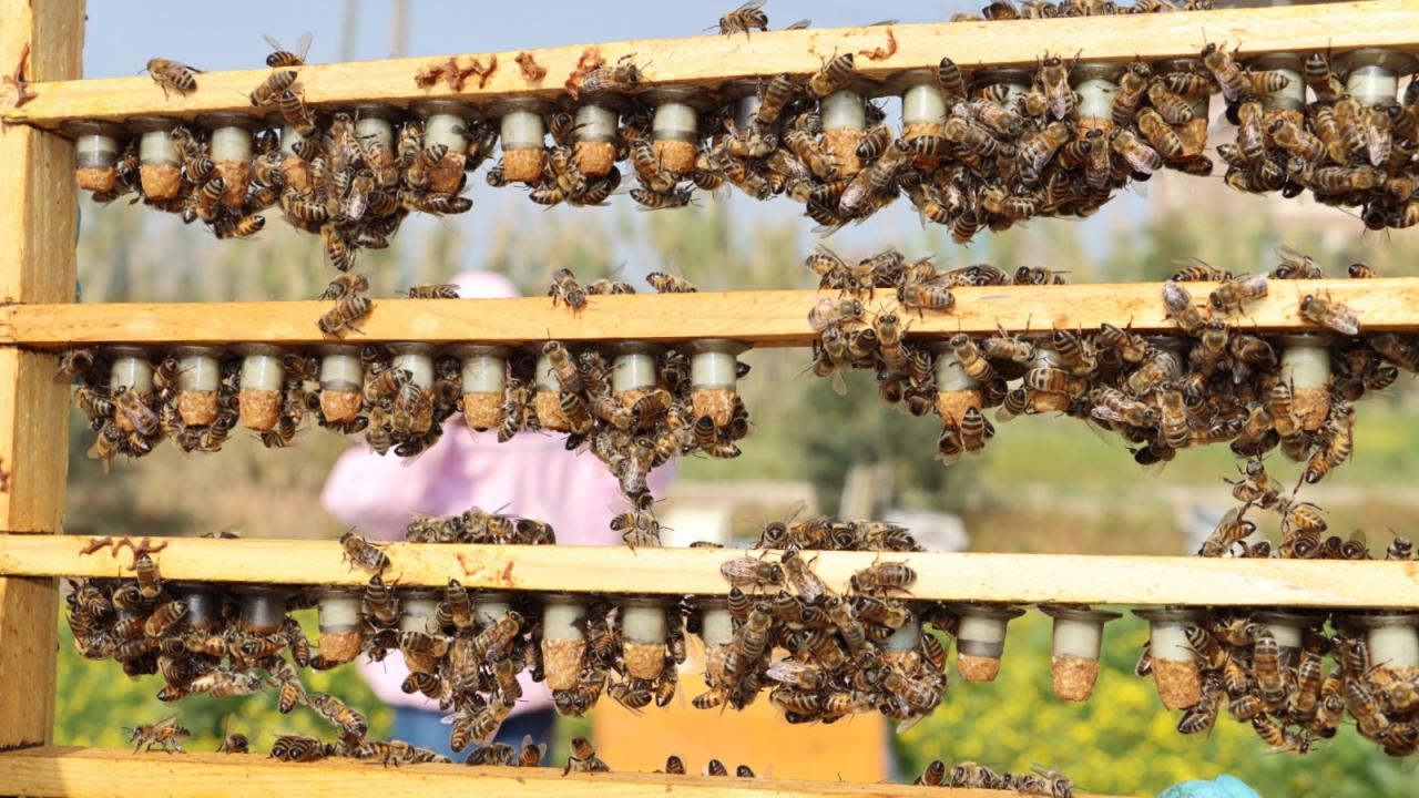 Arı sütü üretimi de yaptığını dile getiren Yırtıcı,