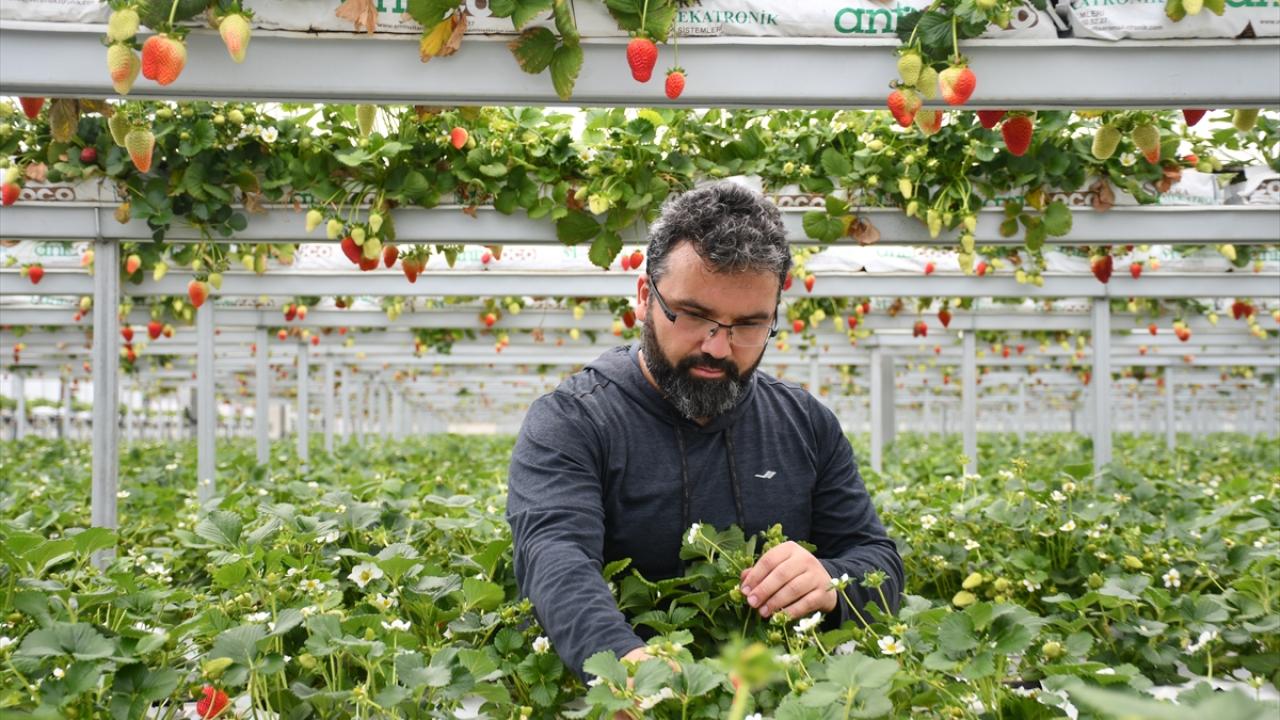 Yıllık 150 ton çilek hasat etmeyi bekliyor