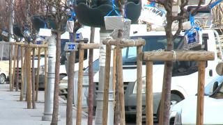 Erzurum'da ağaçlar kitap açtı