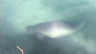 Nesli tükenmekte olan Akdeniz foku Çayağzı Limanı’nı ziyaret etti