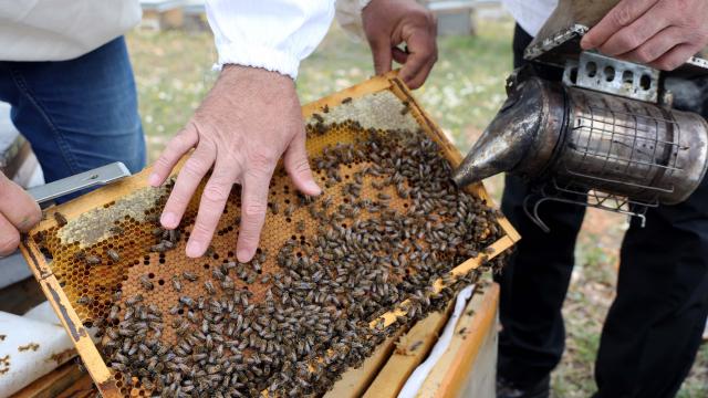 Gaziantepte bal üretimi 10 yılda 42 kat arttı
