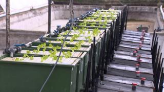 Antalya'da balıkların yetiştirildiği suda sebze üretiliyor