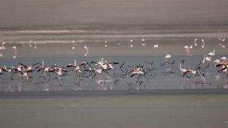 'Flamingo cenneti' kuruyor