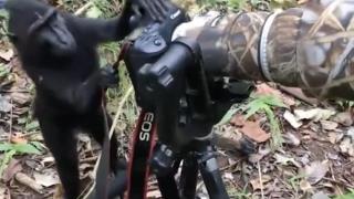 Kameranın başına geçen maymun sosyal medyada viral oldu