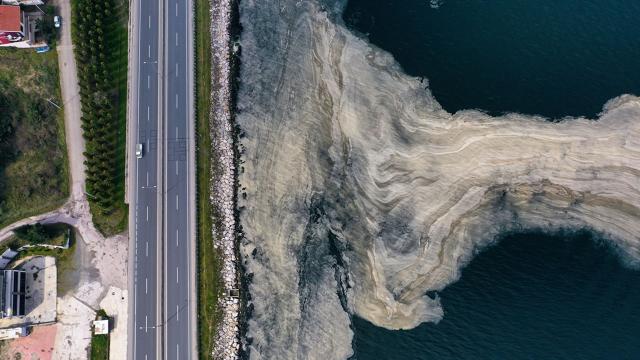 İzmit Körfezinde beyaz tabaka oluştu