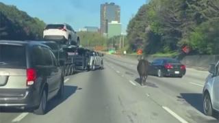 ABD'de inek otobanı birbirine kattı