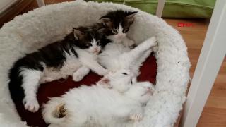 Koruma altındaki türlerden olan 29 Norveç Kedisi Ankara'da ele geçirildi