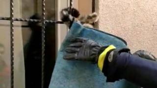 Demir parmaklığa sıkışan kediyi itfaiye kurtardı