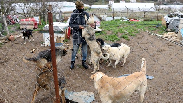 Kadınlar sokak hayvanlarına önce gönüllerini sonra evlerini açtılar