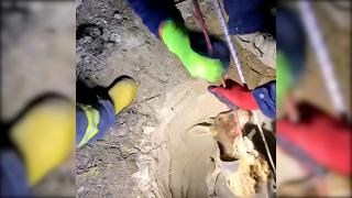 Kuyuya düşen koyunu itfaiye kurtardı