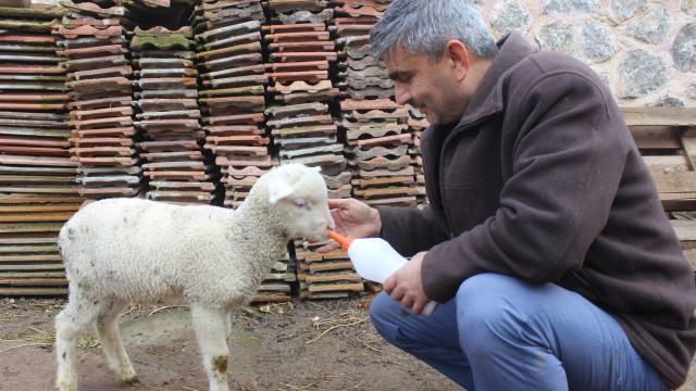 "Kuzuyu ailemizin bir ferdi gibi görüyoruz"