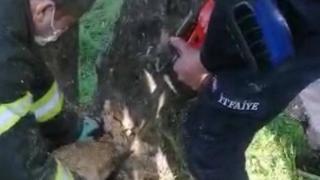 Başı ağaç kovuğuna sıkışan köpek kurtarıldı