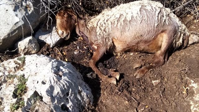 Ahıra giren köpekler 3 koyunu telef etti