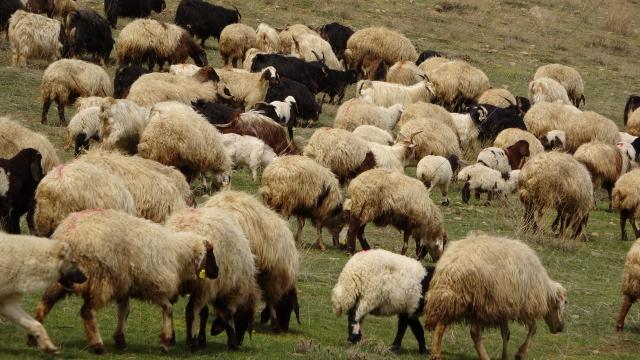 Küçükbaşta sürü büyütme ve çoban istihdamına destek