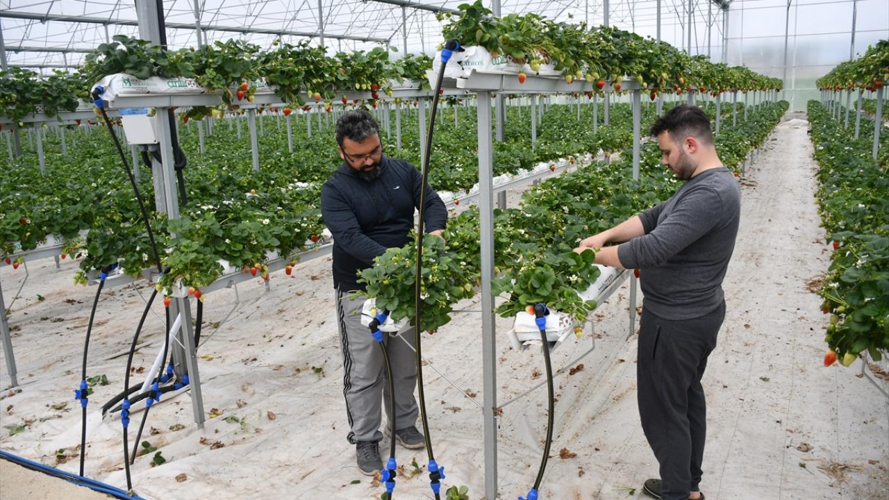 Yoğun çilek talebini karşılamaya çalışıyor