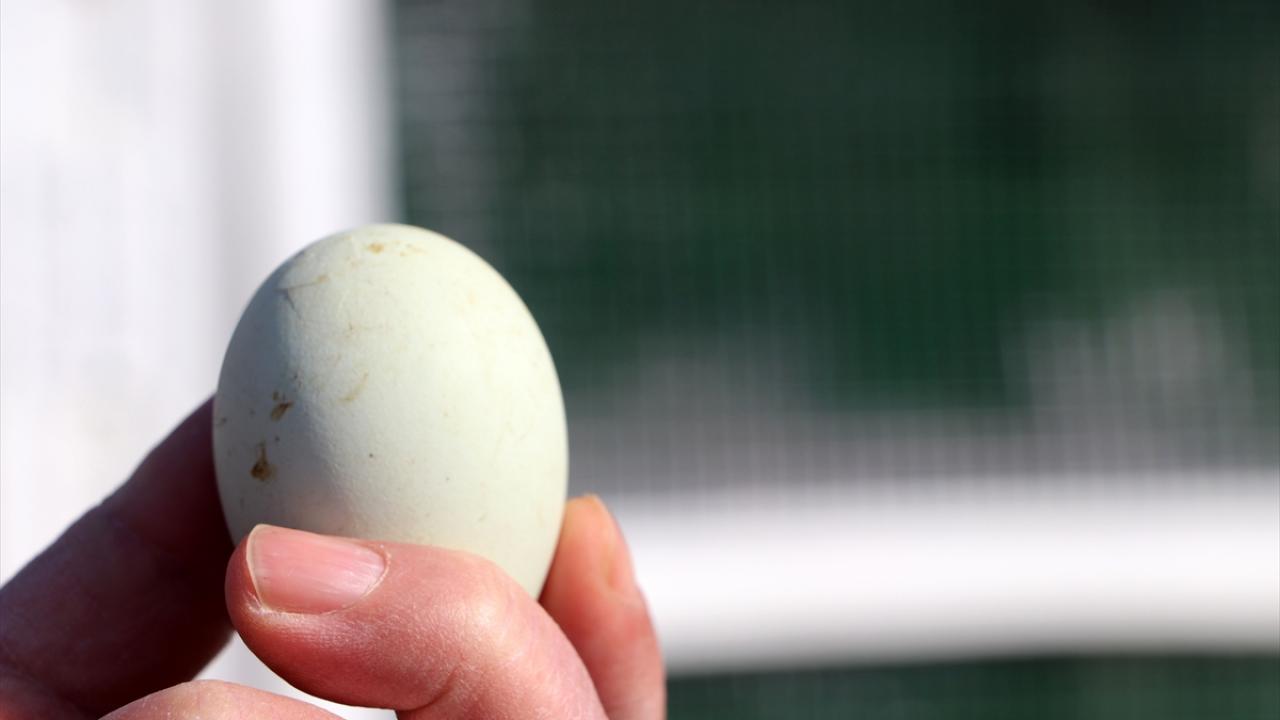 Cins tavuk yumurtası ve civcivlerine rağbet çok