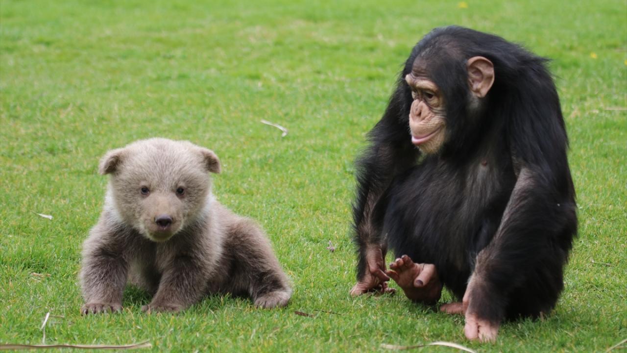 "Boncuk`a annesi bakmadı"